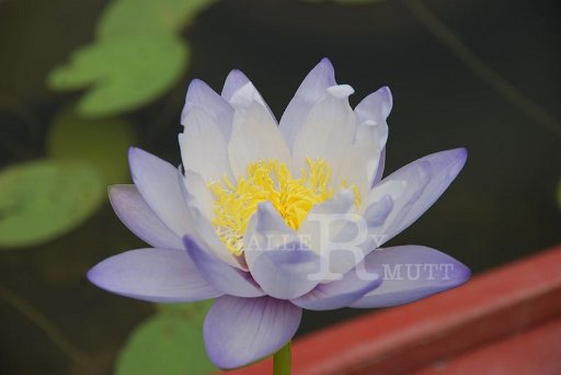 3.8.52 p6 (86).JPG